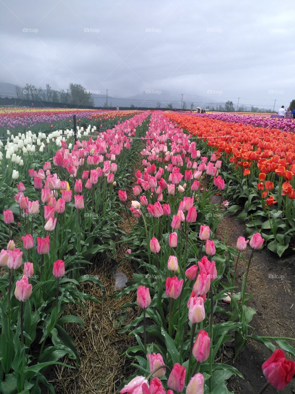 real tulips
