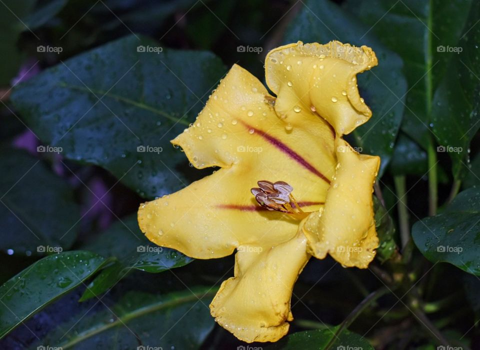 portrait flower