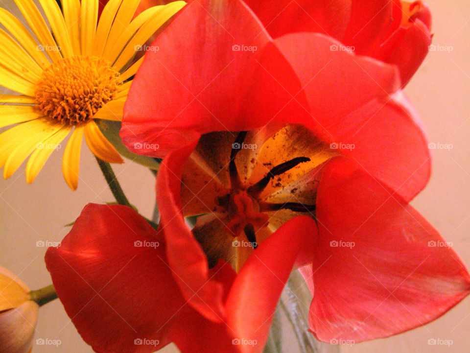 garden flora nature flower by lgt41