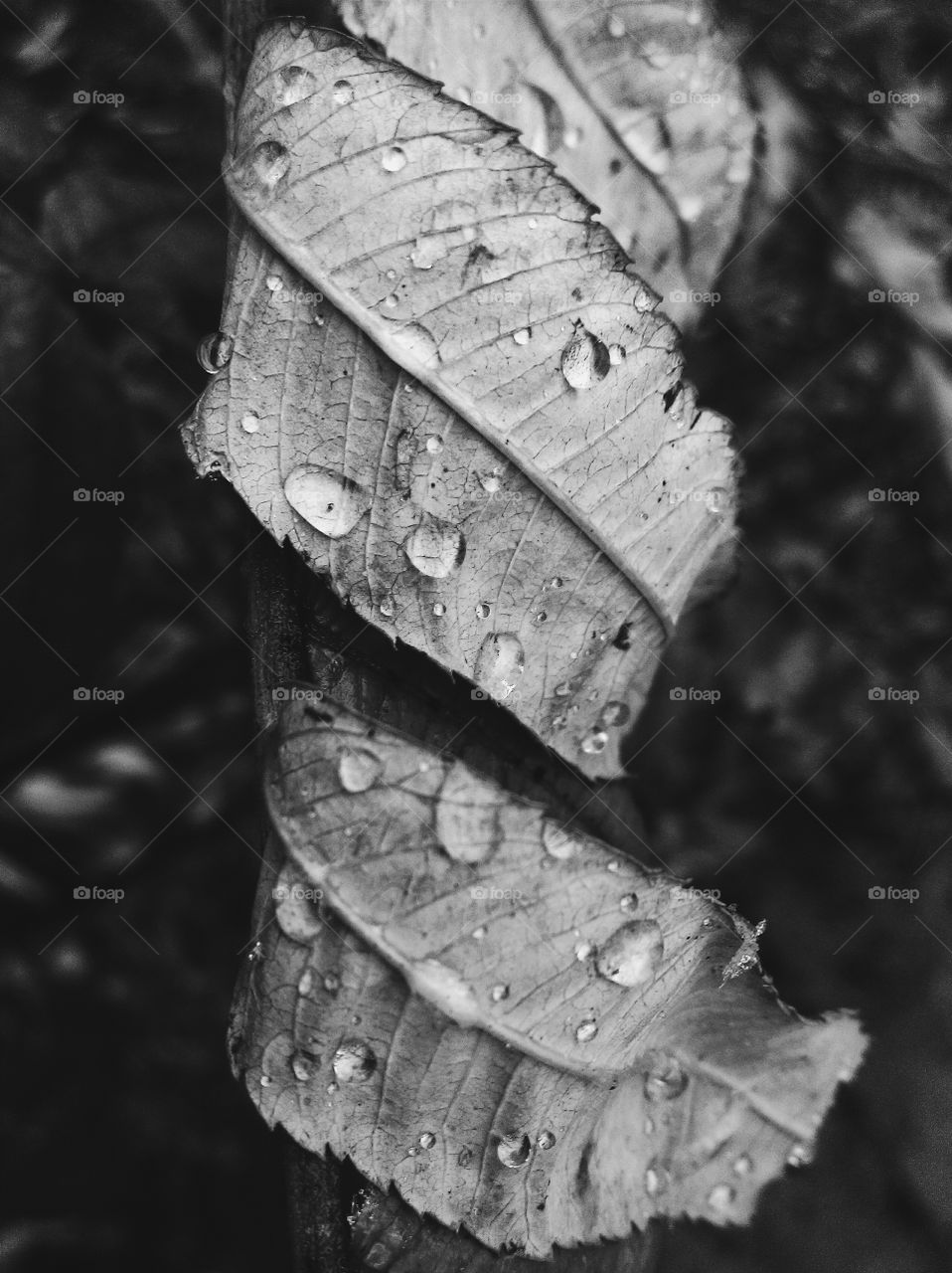 Autumn leaves with raindrops