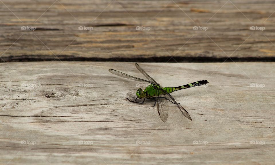 Dragonfly strip