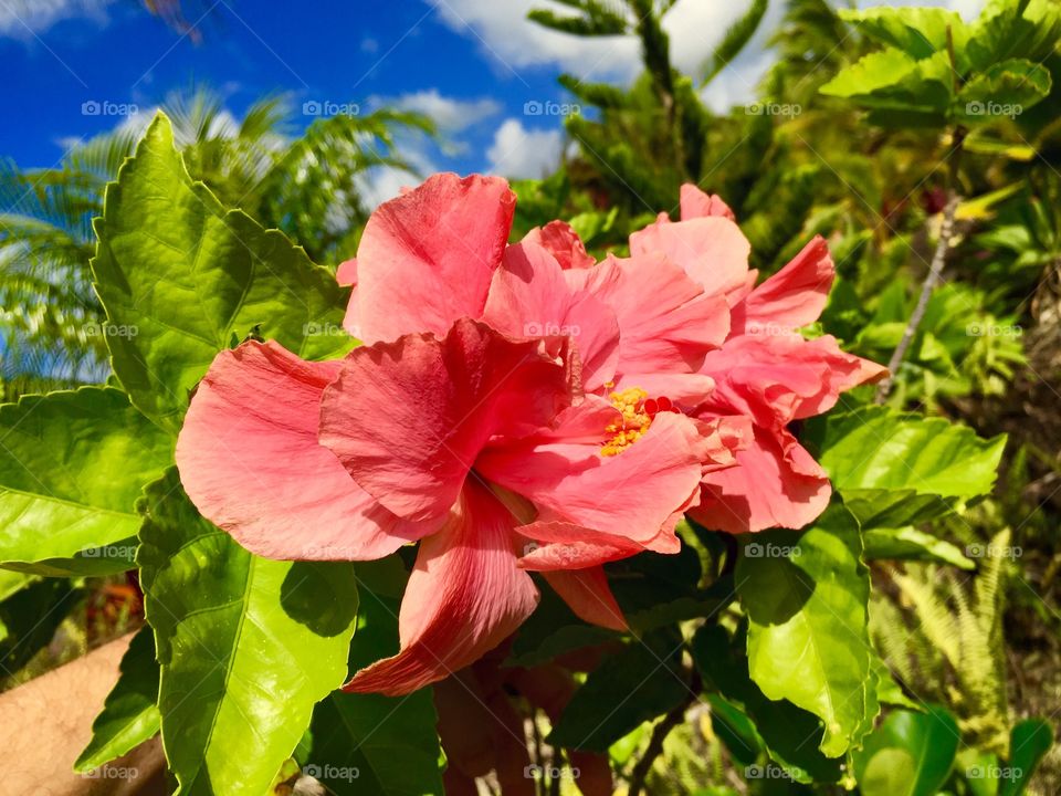 Hibiscus blooming in hawaii