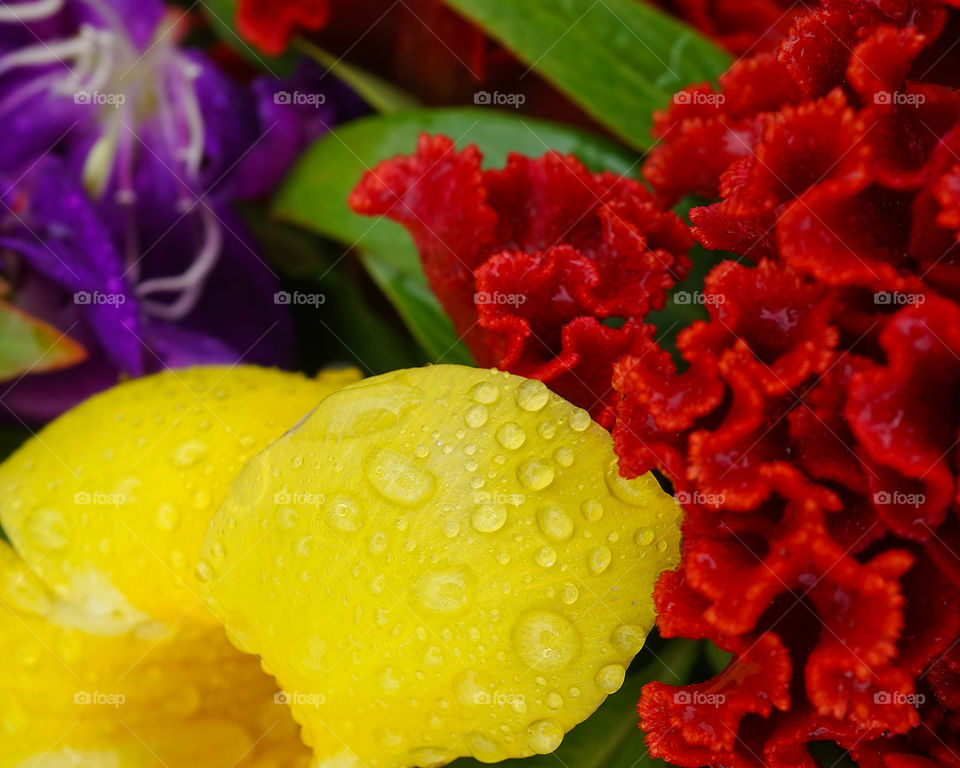 Purple, yellow and orange flowers - closeup