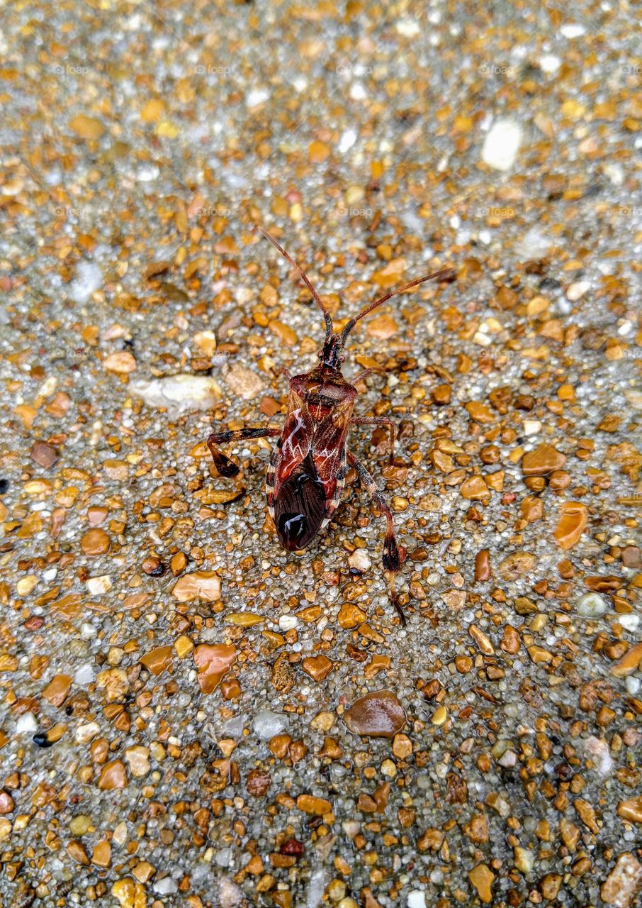 Super Cool Bug Taking a Stroll