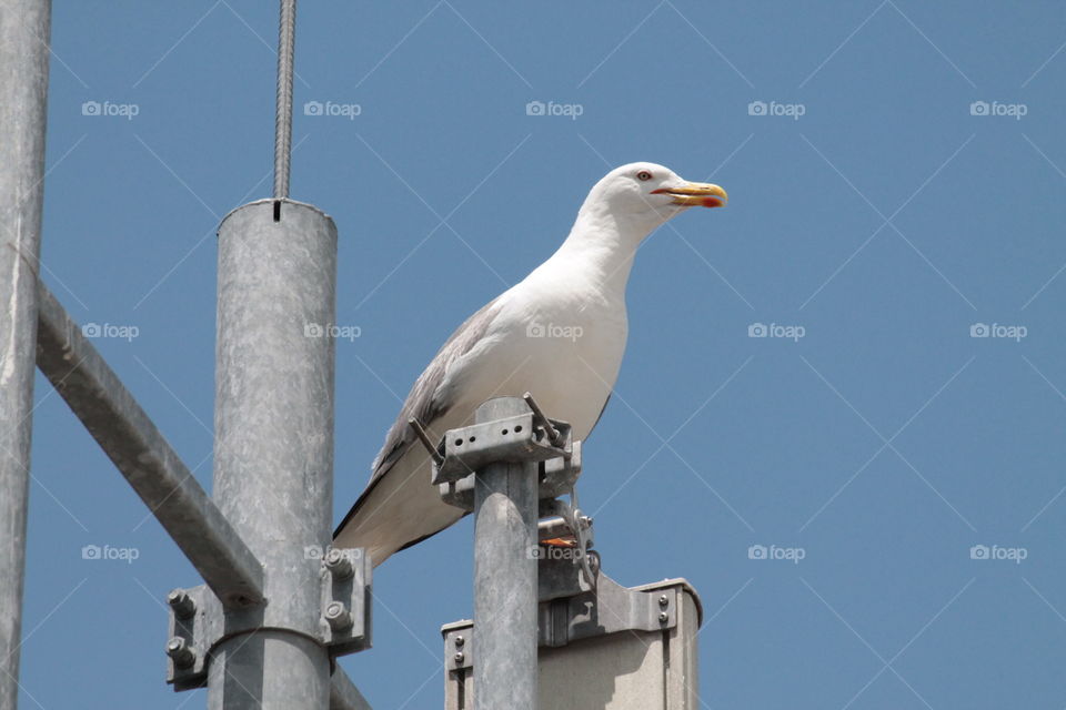 View of seagull