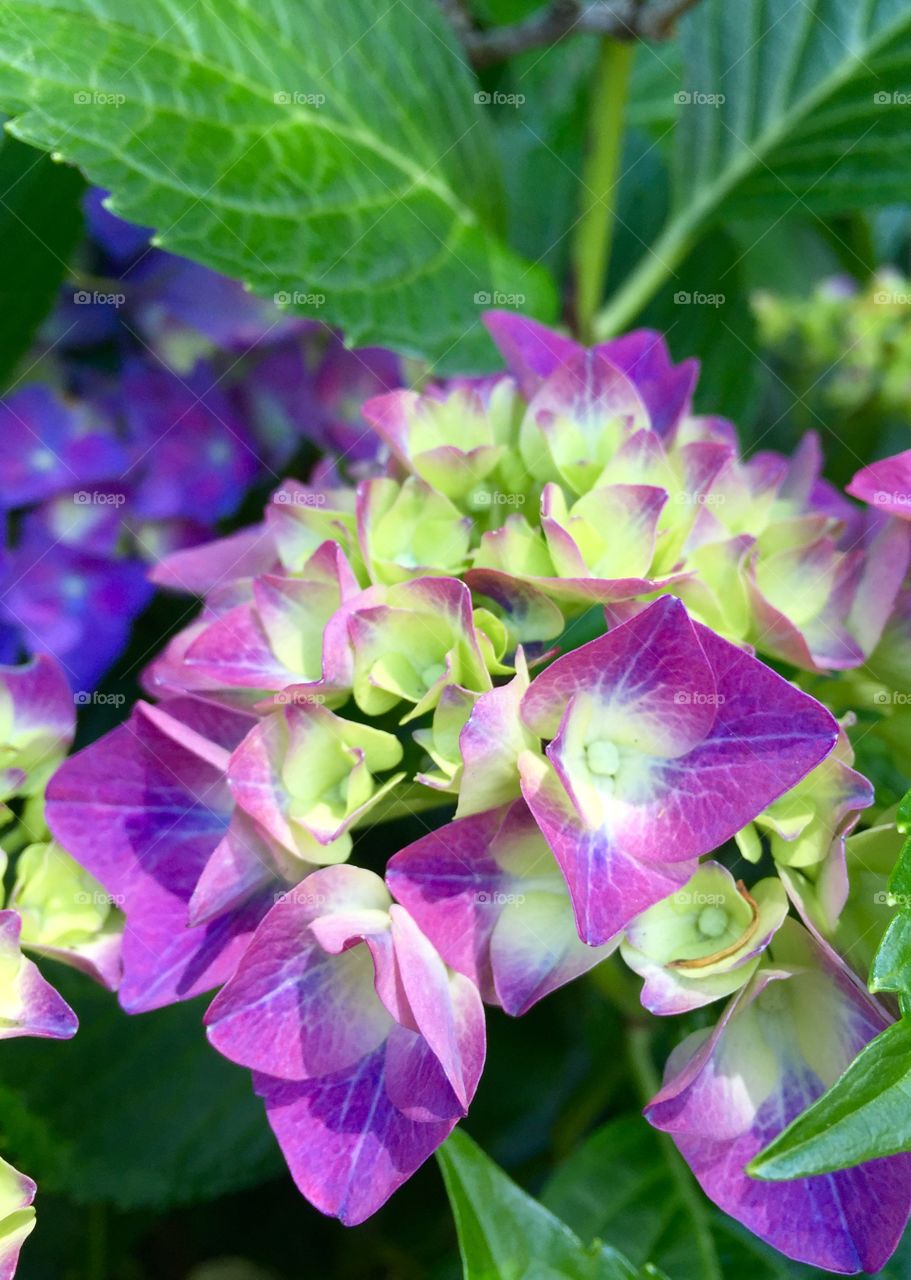 Hydrangea  