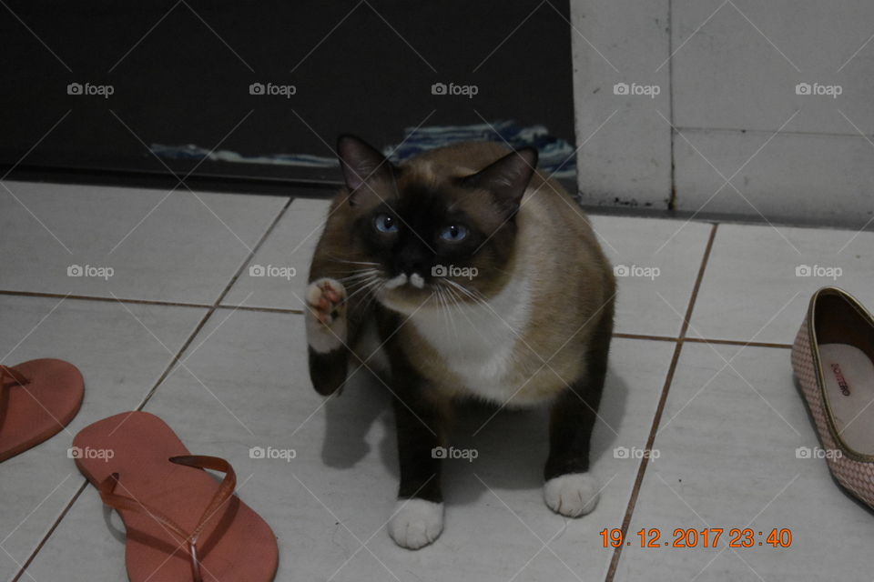 gato sendo gato