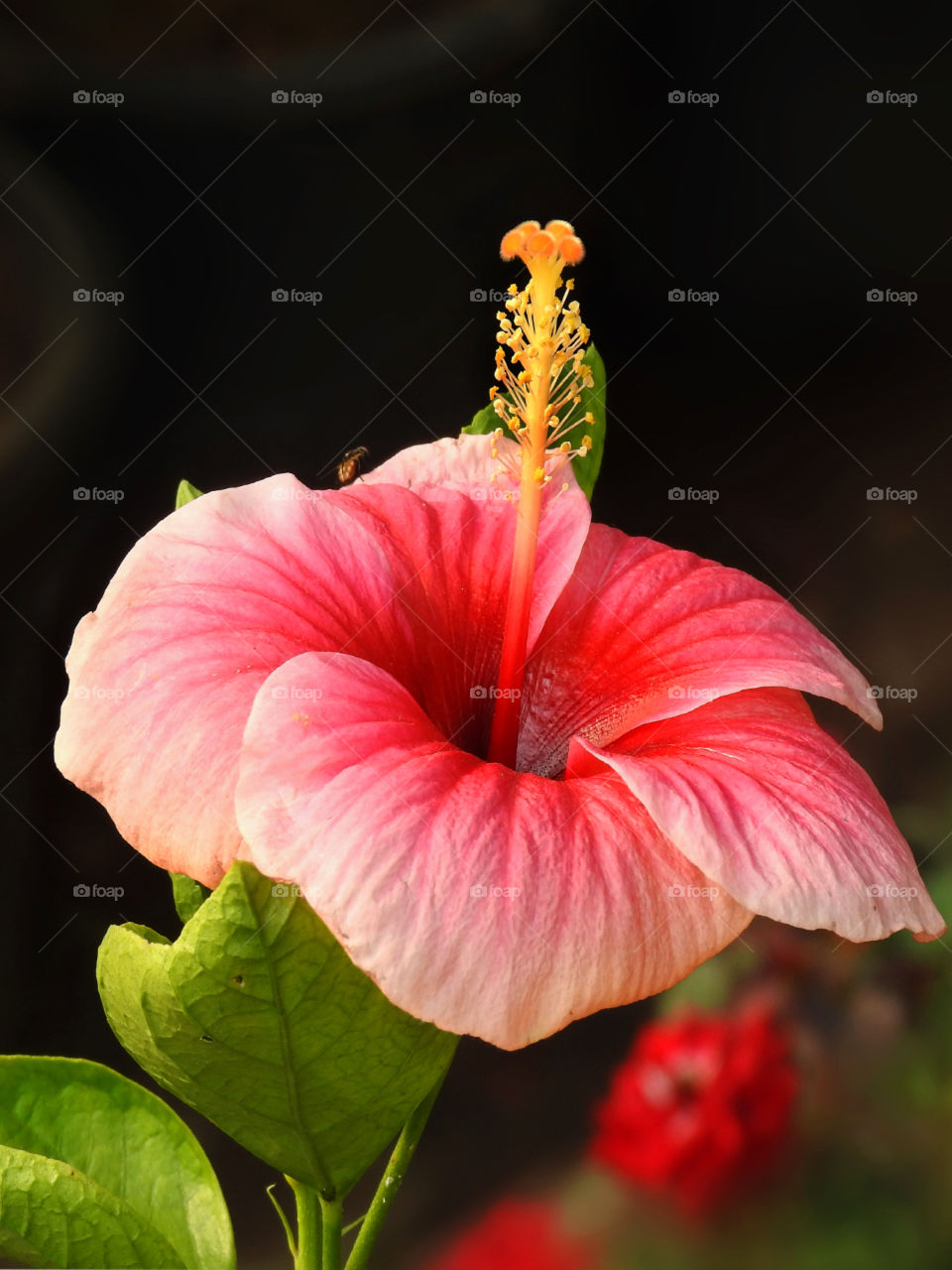 Hibiscus