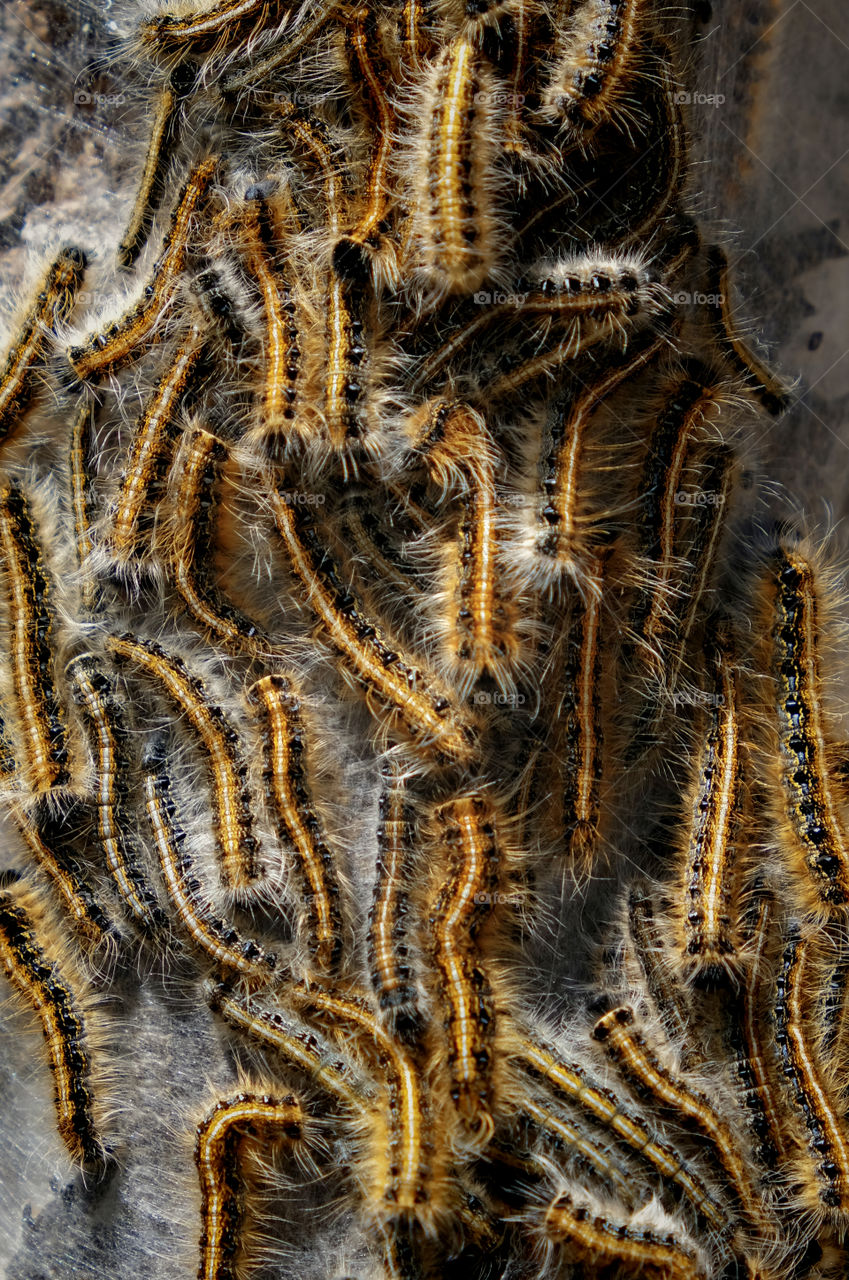 Macro of a communal nest of Eastern Tent caterpillars on a tree at Yates Mill Park in Raleigh North Carolina. 