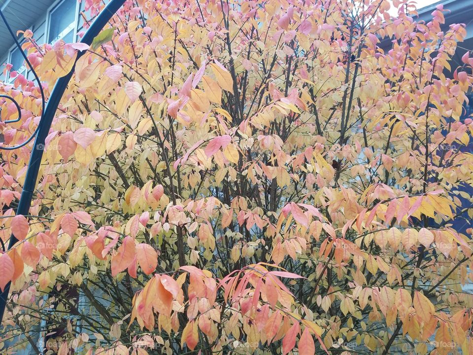 Beautiful Fall leaves in nature