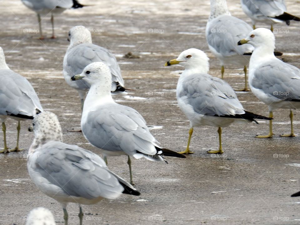 seagulls