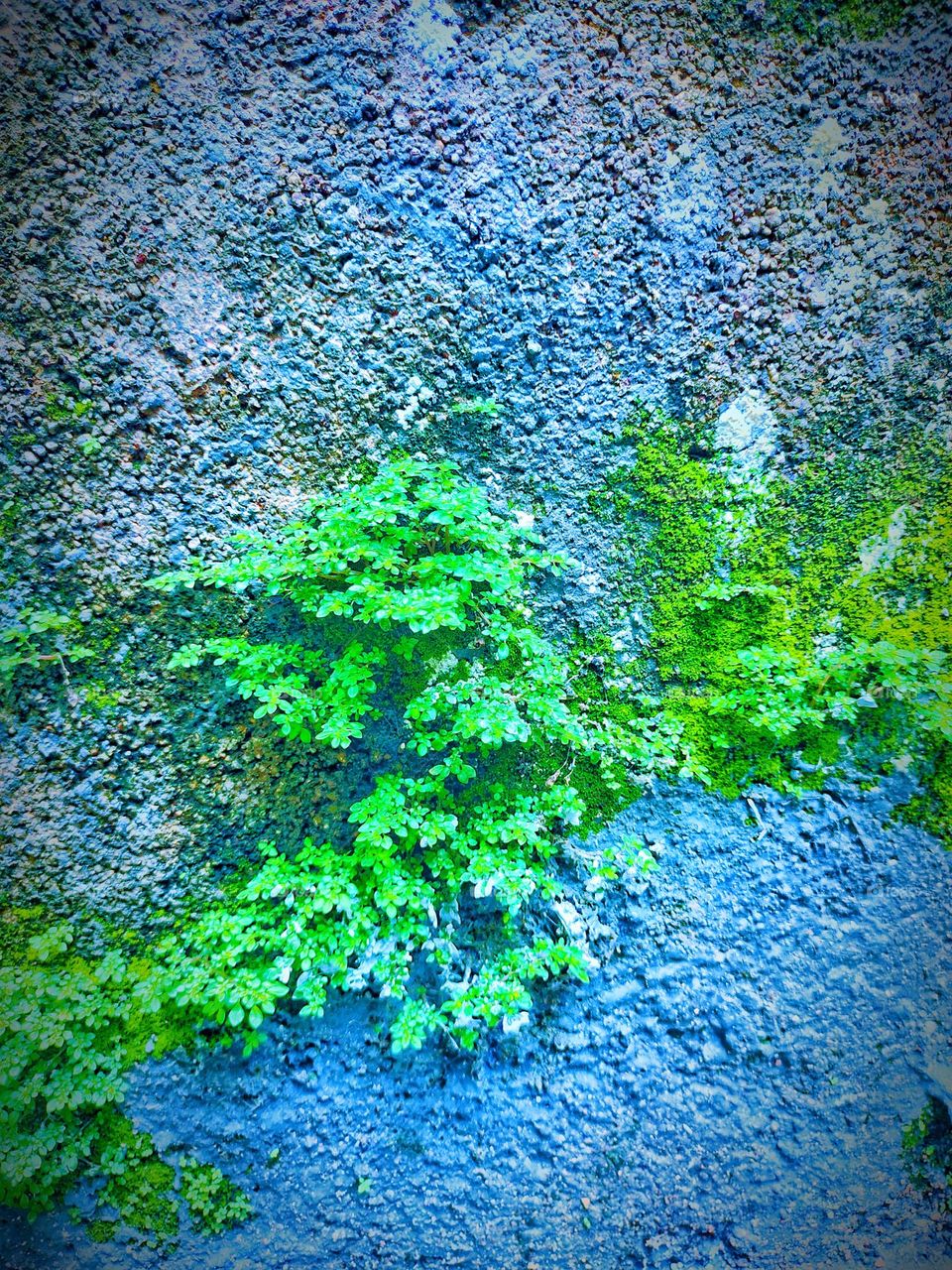 Greenery on the wall