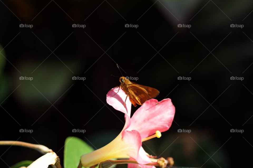 Butterfly on flower