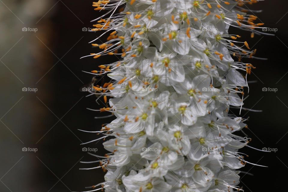 Cluster of white delicate flowers