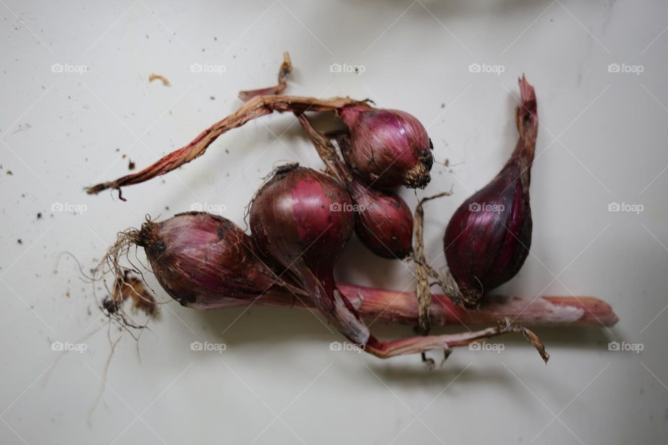 Red onions on white background 