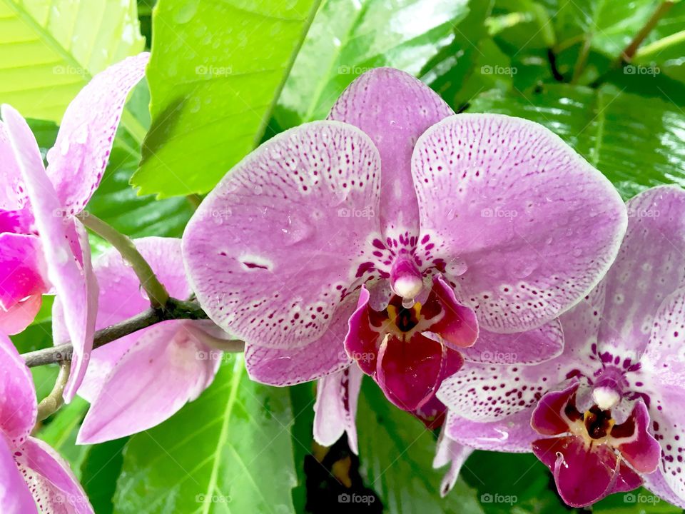 Orchidaceae