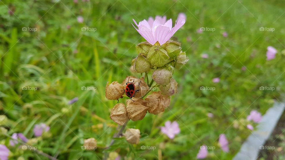 Blume mit Käfer