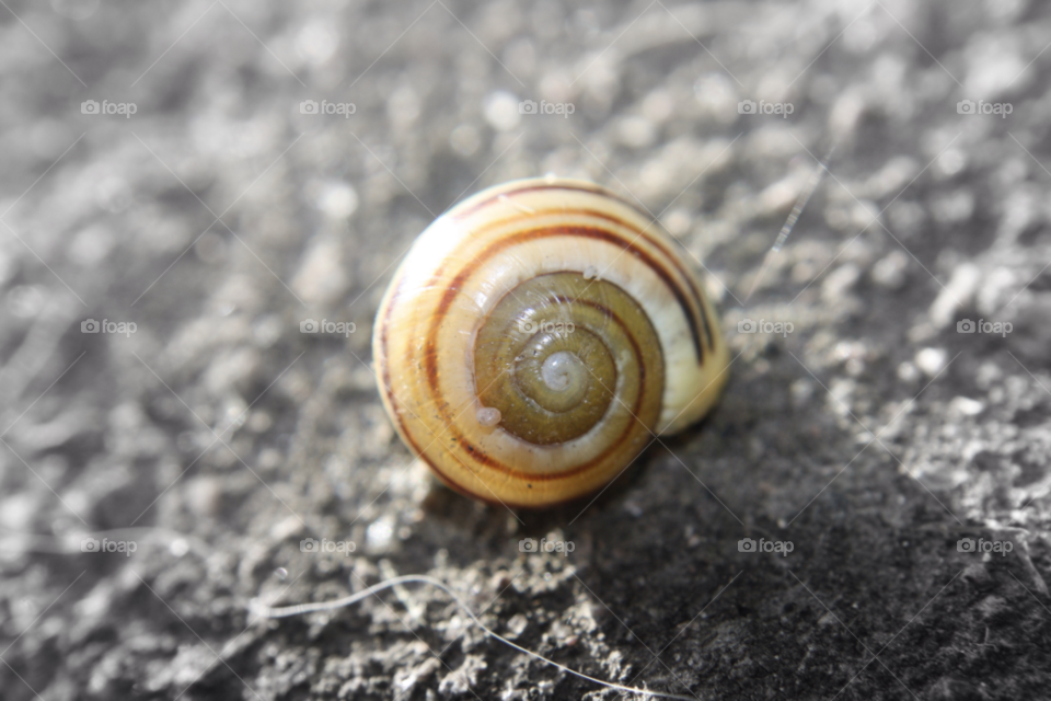 macro snail close up spiral by leonbritton123