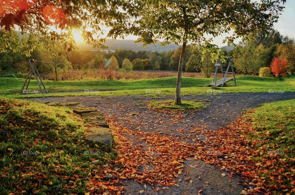 Golden Autumn 