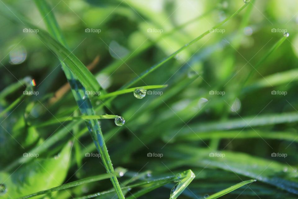 grass