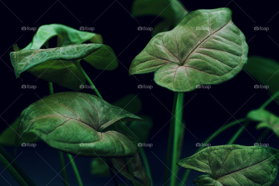 Pink Coleus isolated view against a dark background 