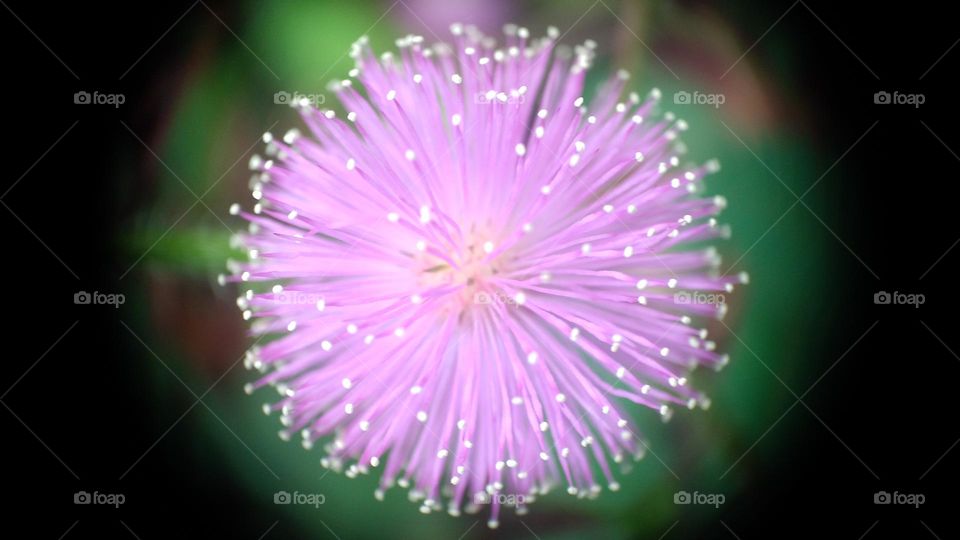 The shy princess flower is closer in detail