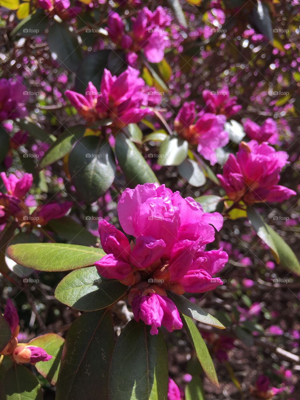 Azalea