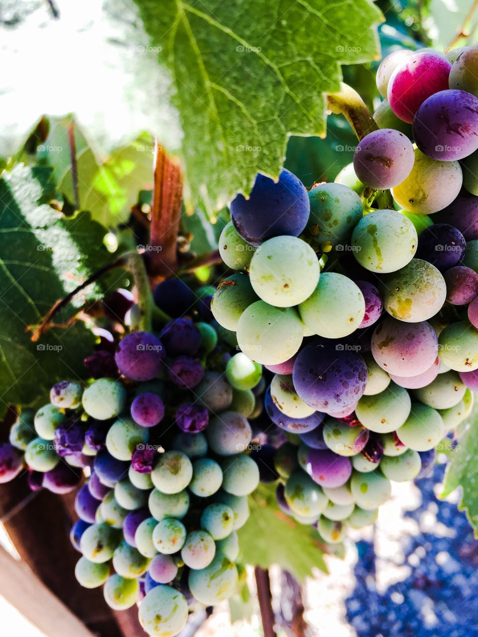 Grapes harvest