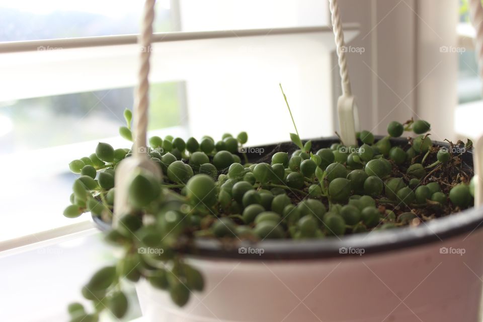 Some string of pearls hanging 
