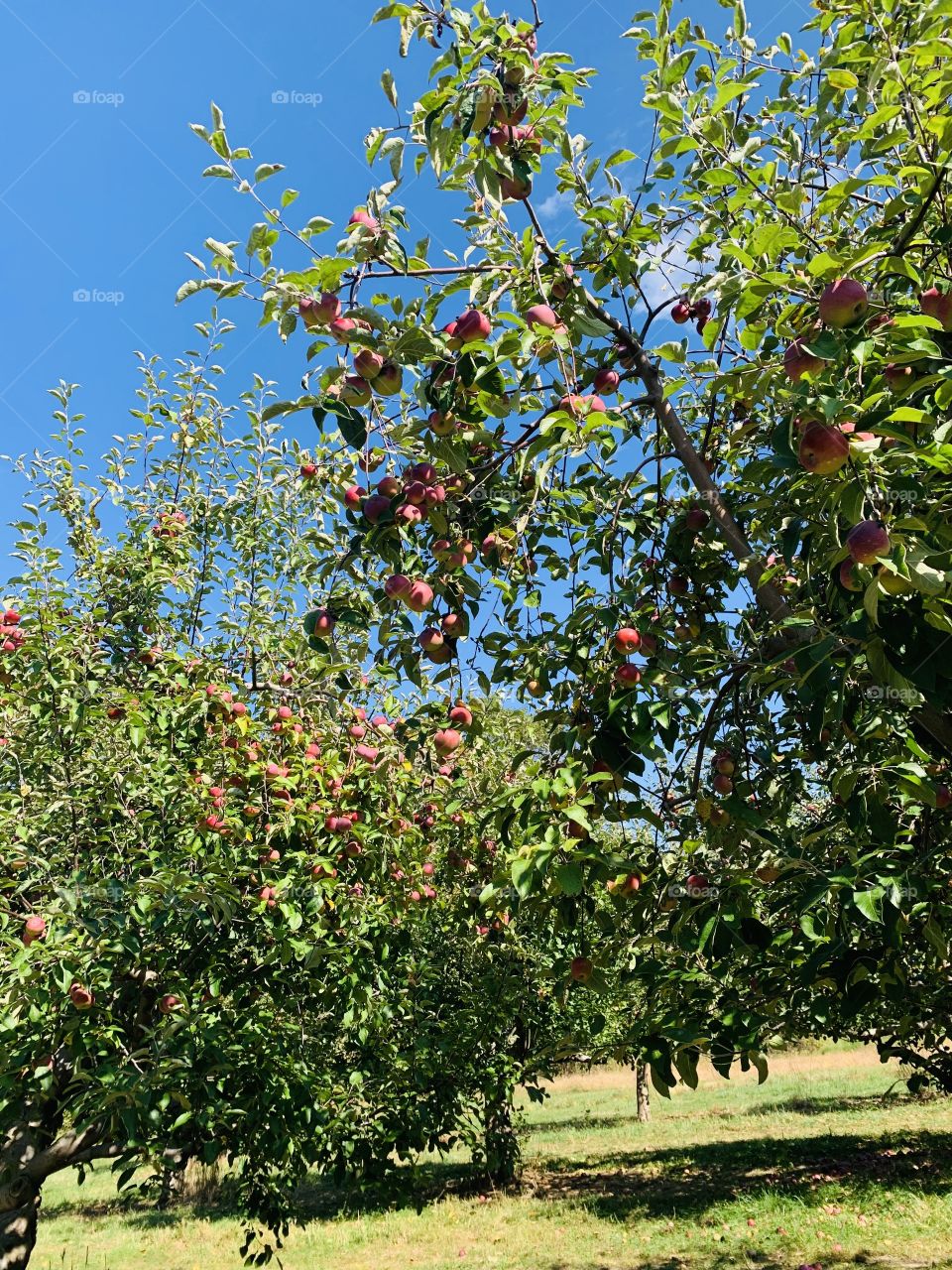 A beautiful Apple tree with blue sky 