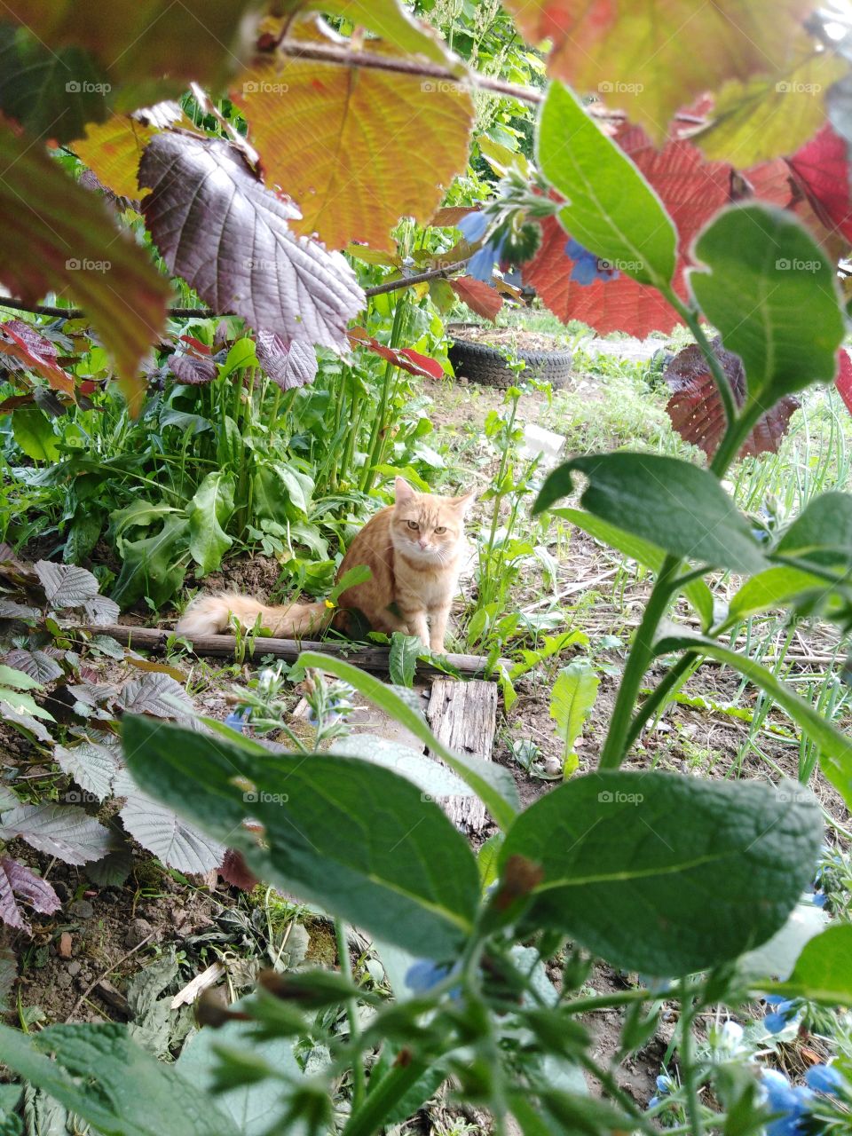 Кошка Туся гуляет