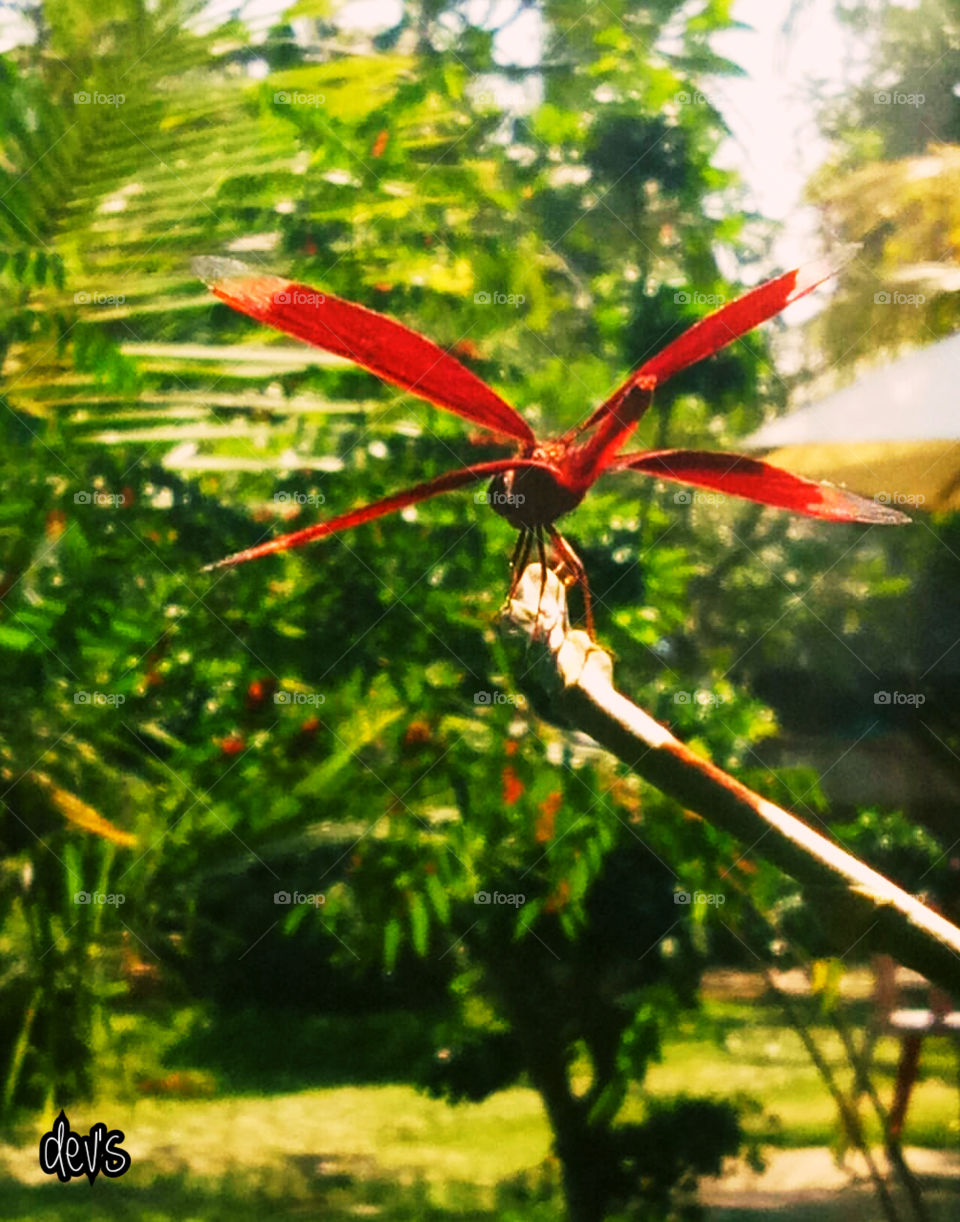 Red one in the garden
