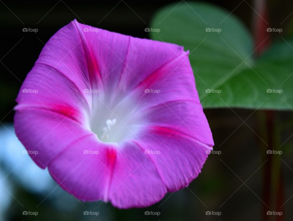 purple flower