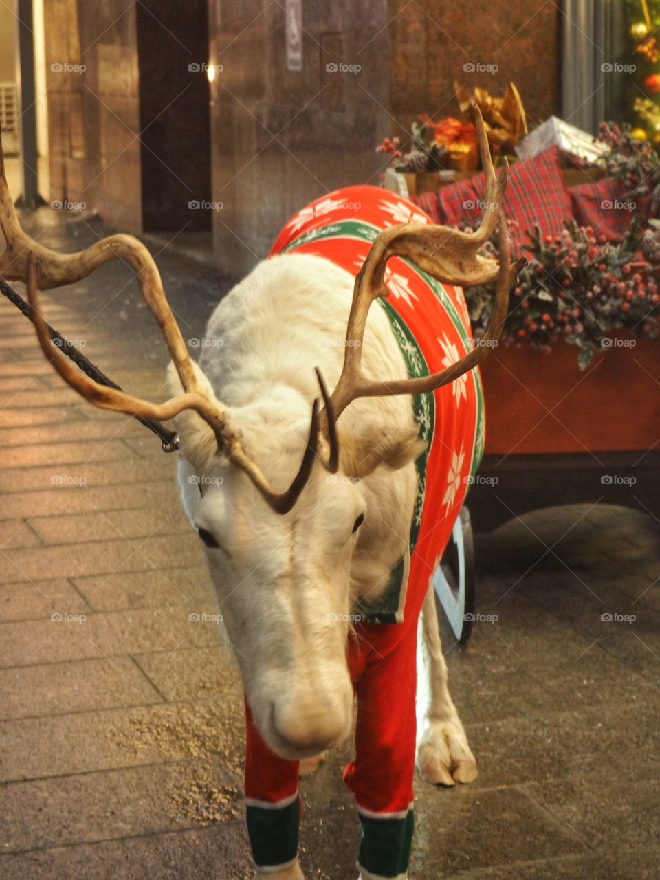 Santa's deer in the town