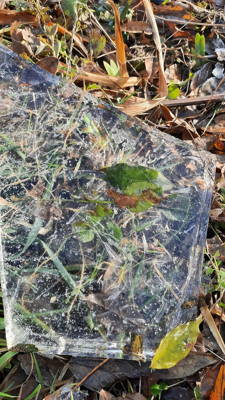 winter nature - thick ice sheet with frozen leaves and grass