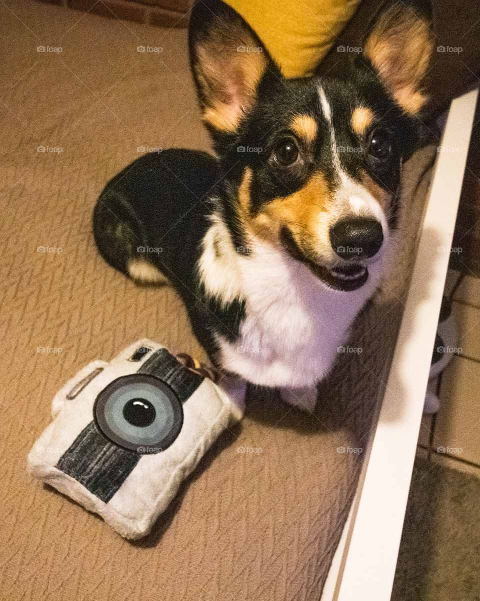 Happy wide eyed corgi puppy. Dog smiling while sitting next to a camera chew toy.