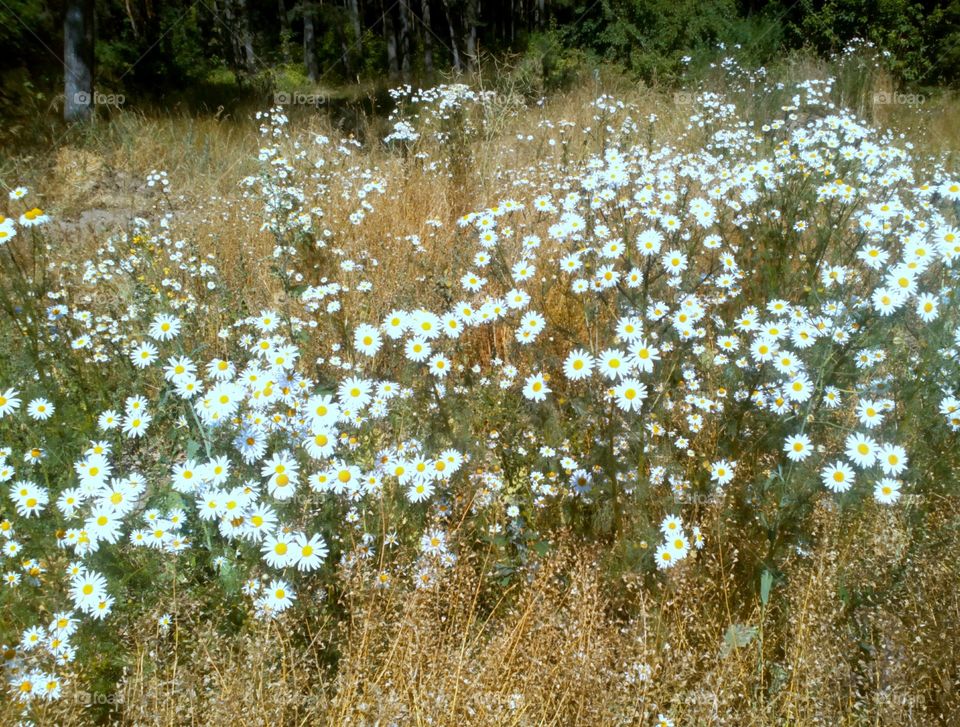 Flower, Nature, Flora, Landscape, Season