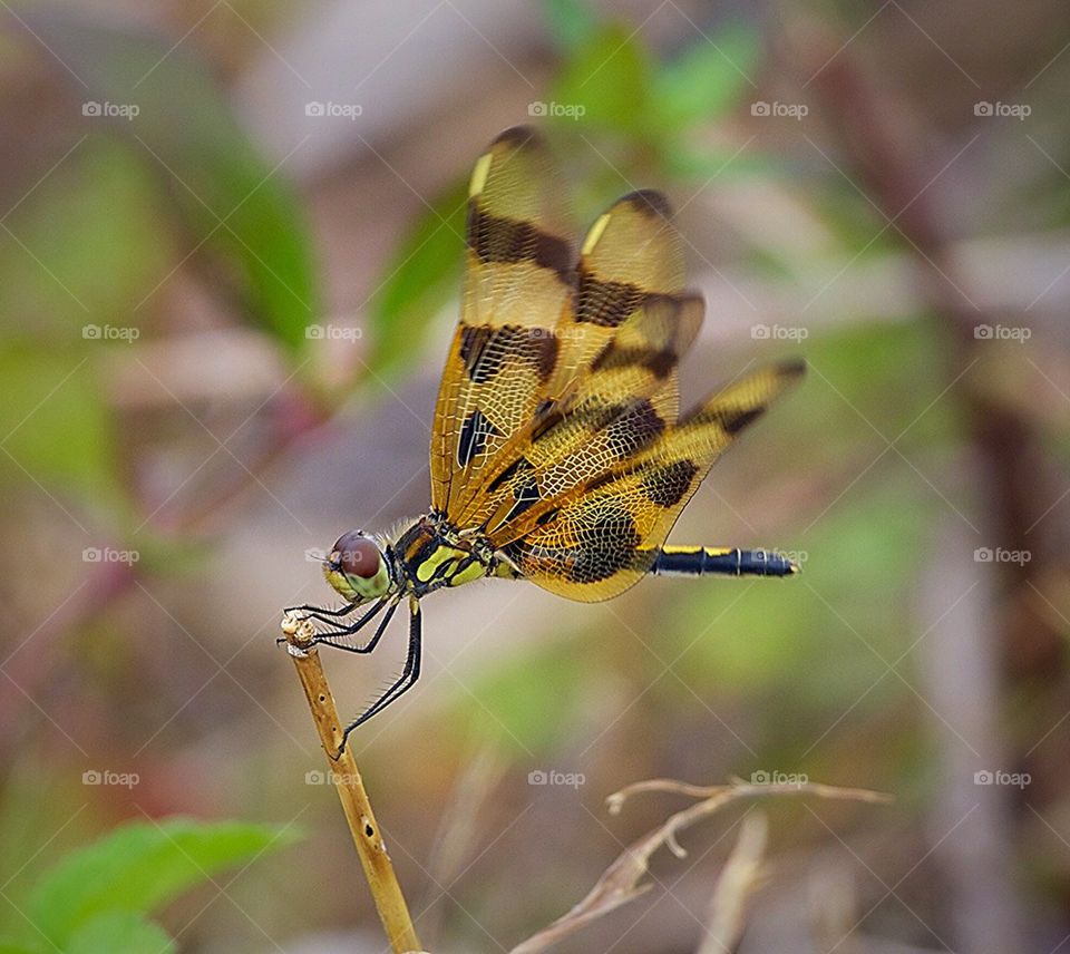 Dragonfly in the Wind