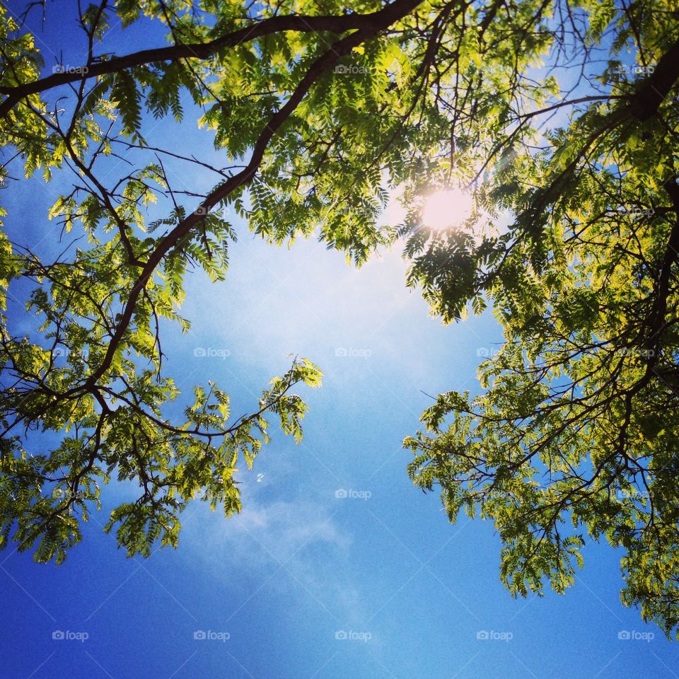Finally spring. Not a cloud in the sky. Iphone5