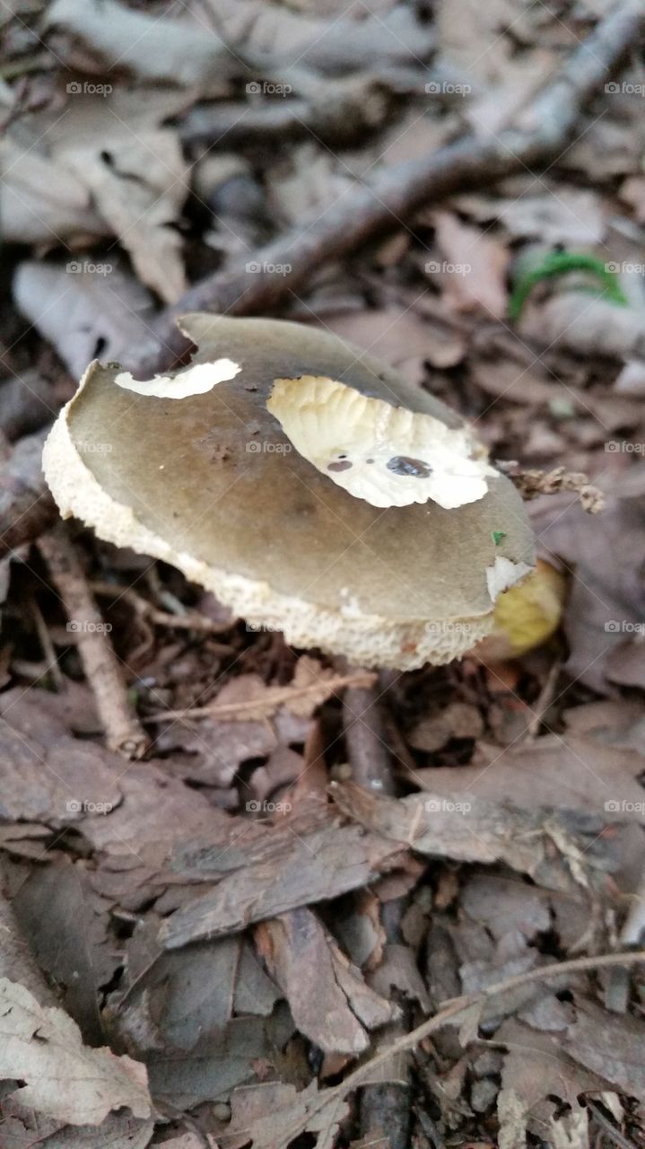 The mushroom which is eaten