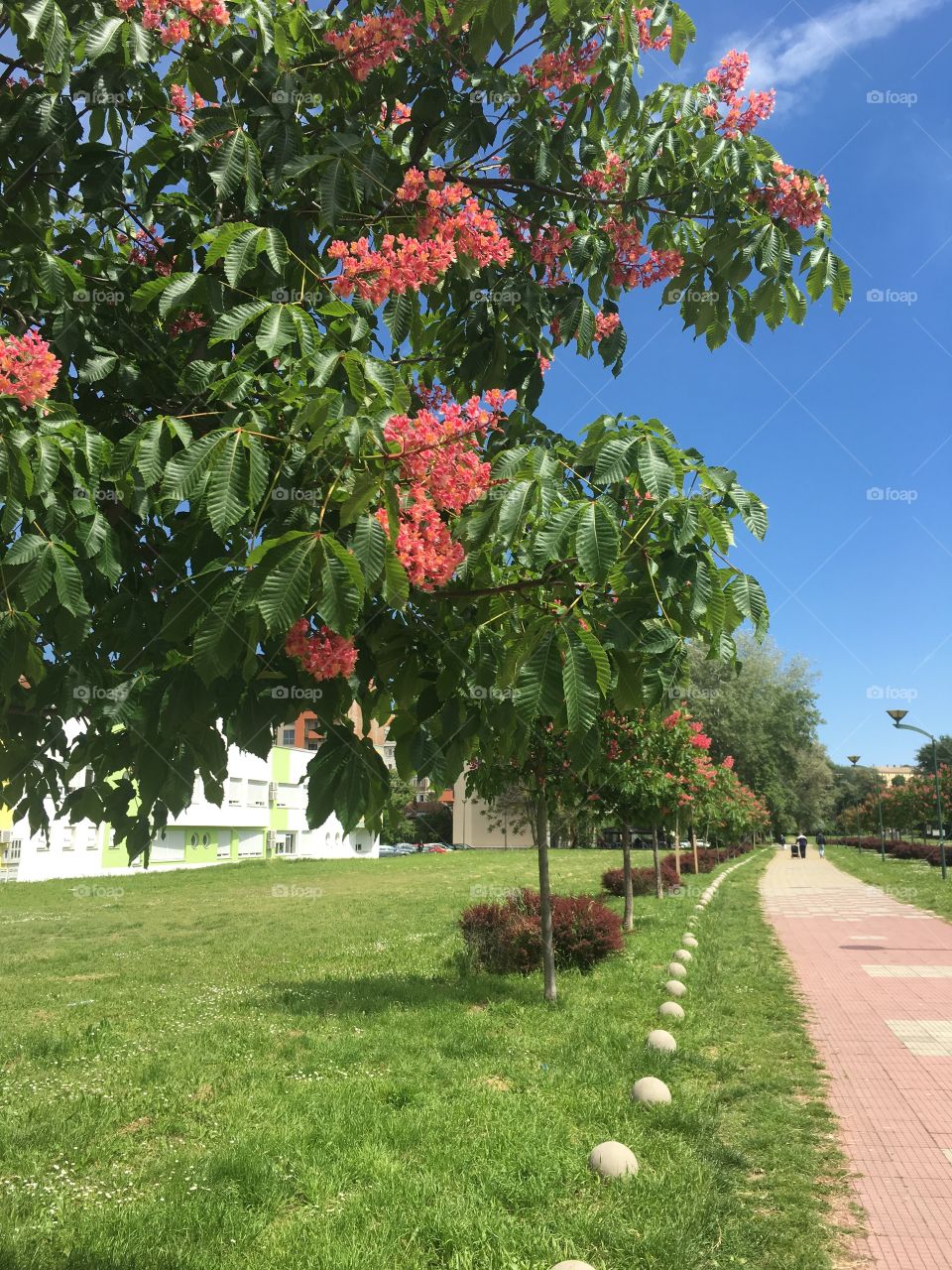 Flowers on the tree in the street