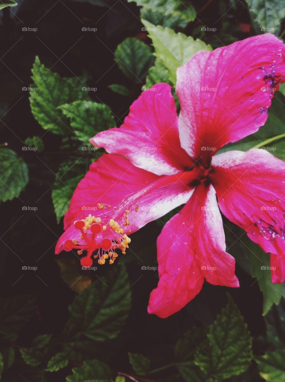 Hibiscus