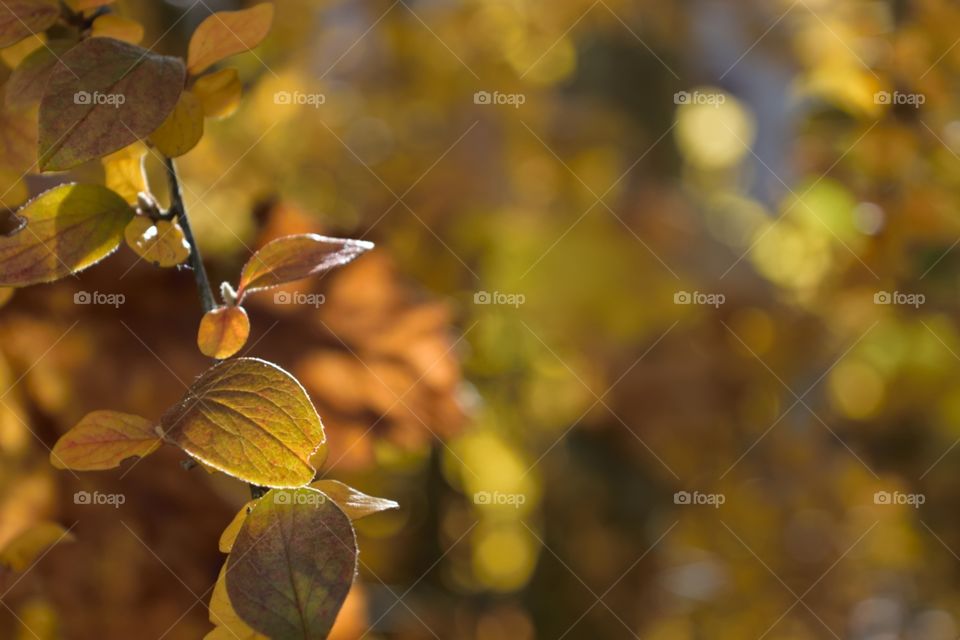 Autumn branch of a tree in golden color and a blurry background.