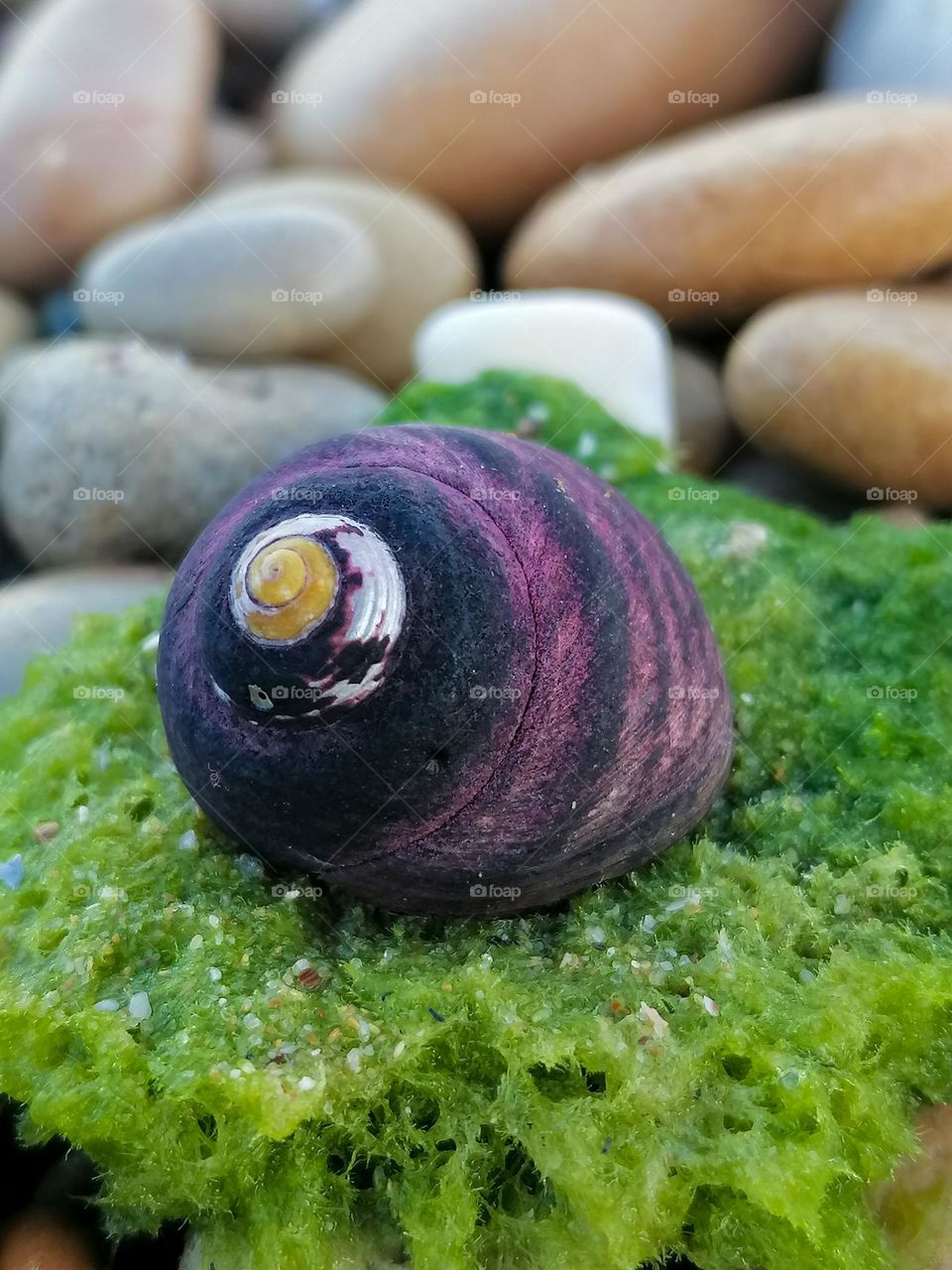 Purple seashell on green algae