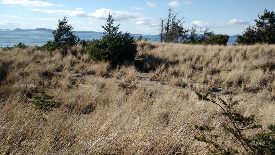 Seaside Grass