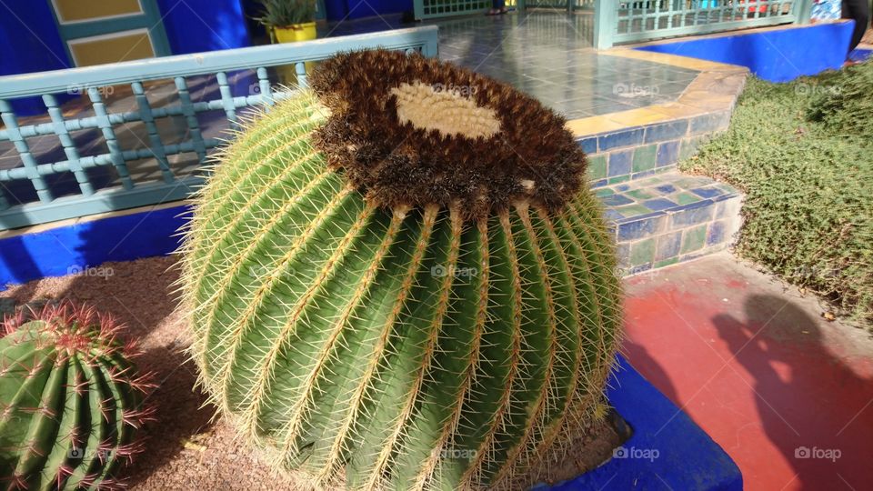 Beautiful 🌵 cactus in Majorelle garden in the city of Marrakech, Morocco