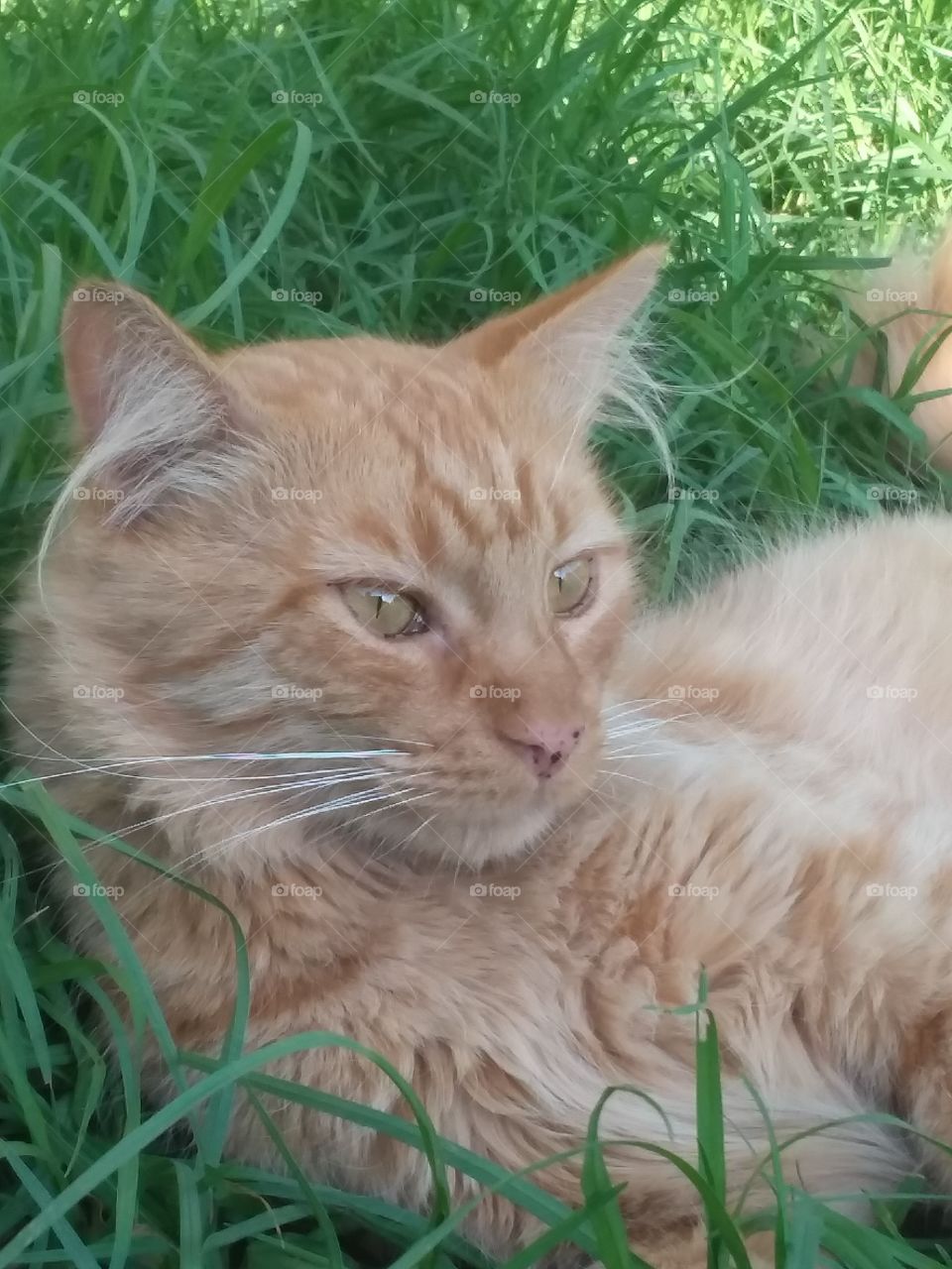 Resting on the green grass