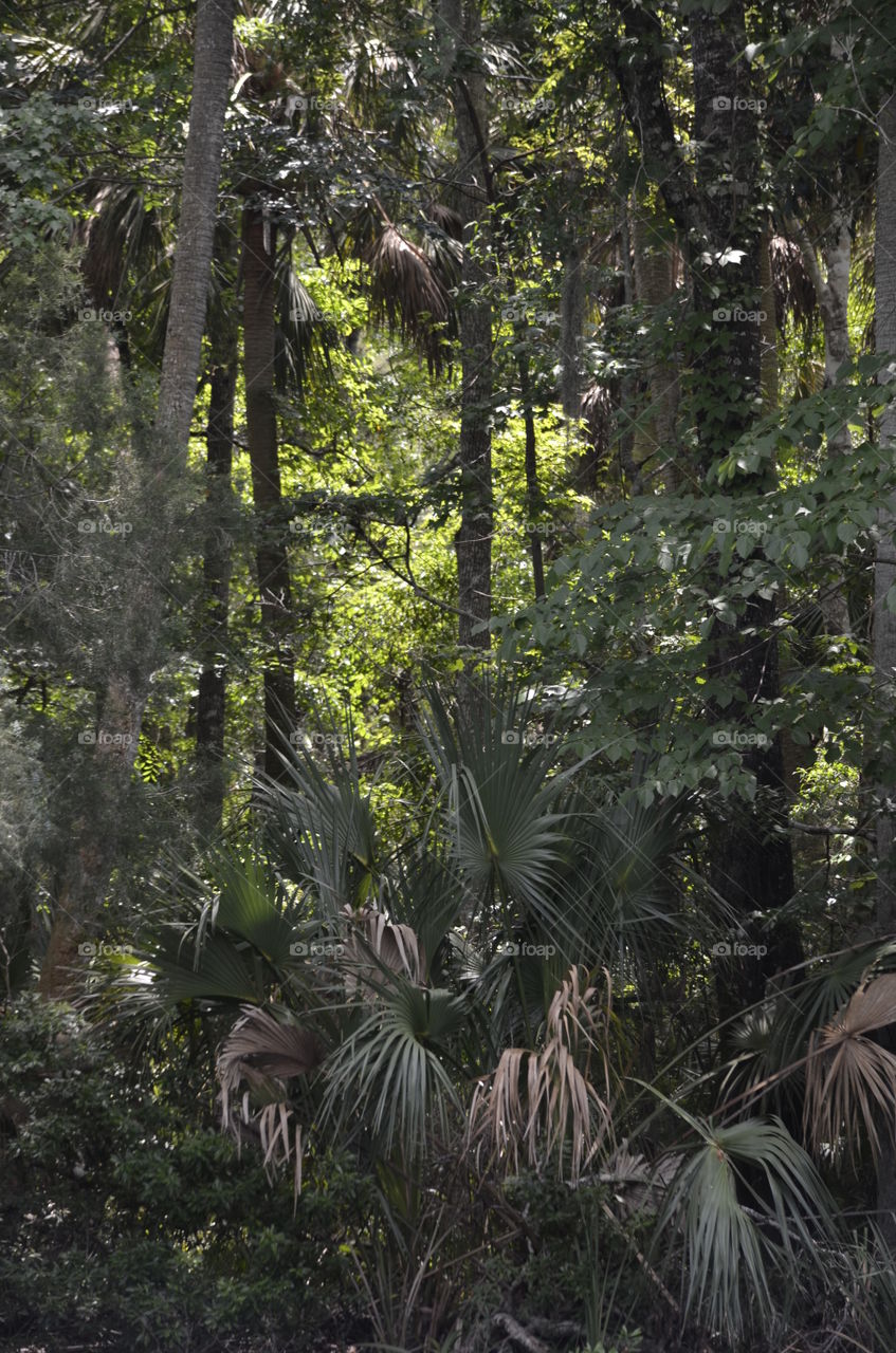 Lovely Back Lit Clearing