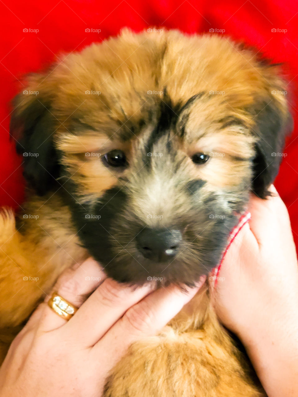 Our 10 week old soft coated wheaten terrier named Daisy is sure to brighten your day
