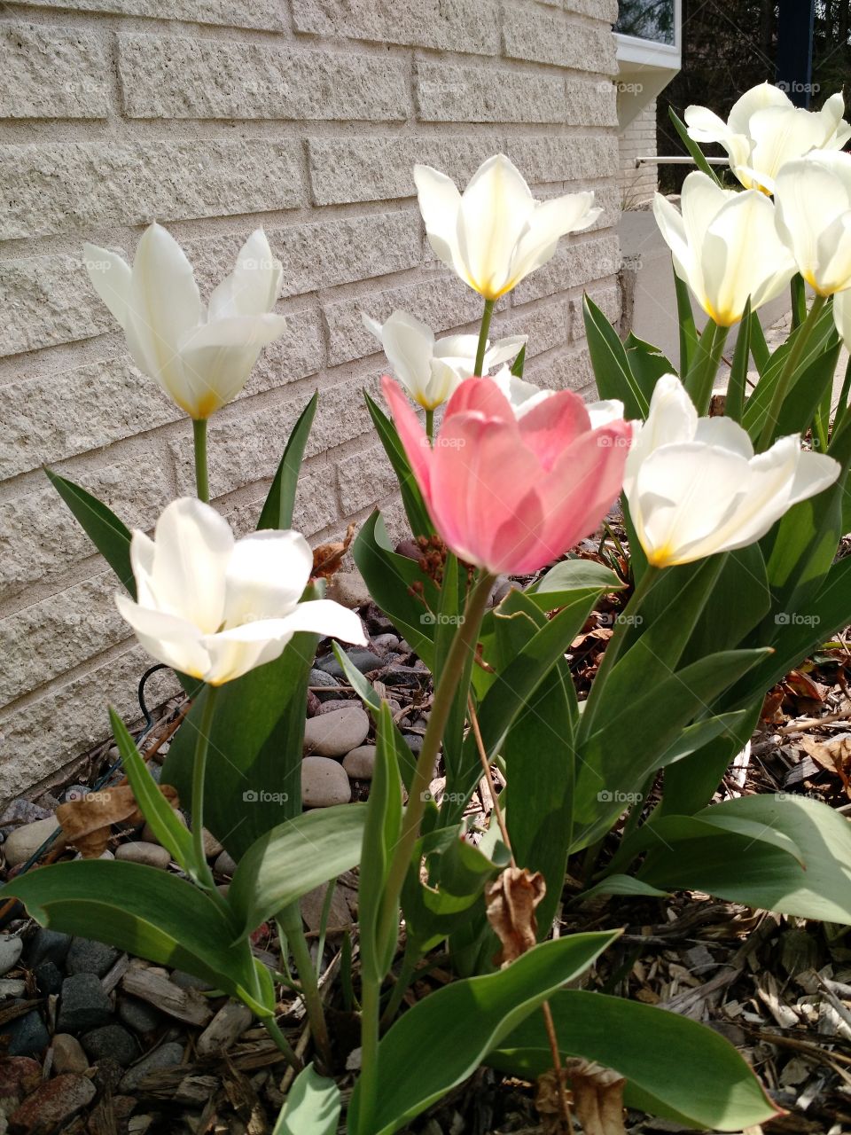 sunny tulips